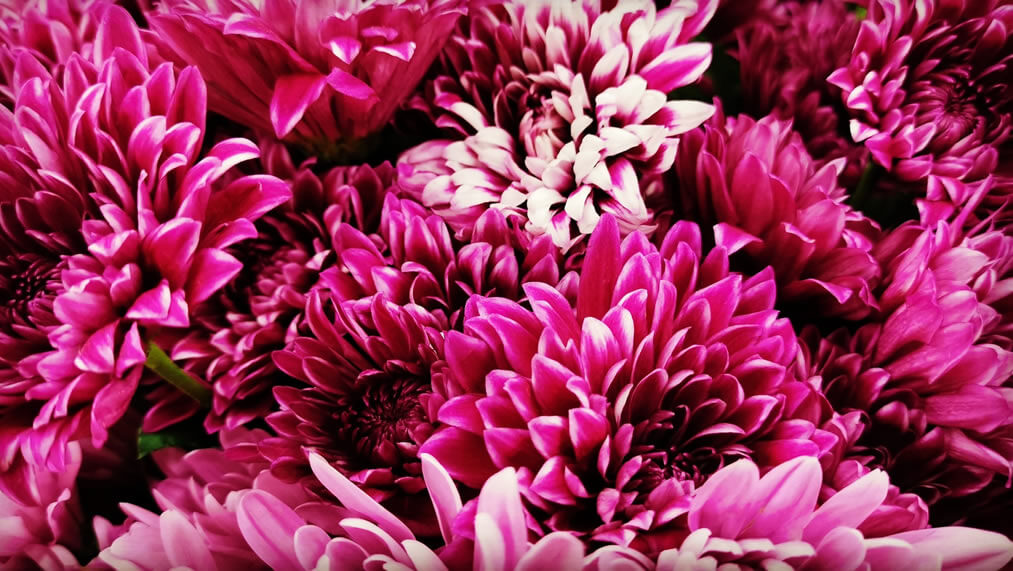 Flores para Todos los Santos: El crisantemo