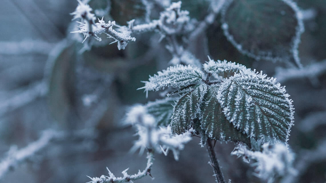 Diez consejos para proteger tus plantas de las heladas tard&iacute;as de primavera