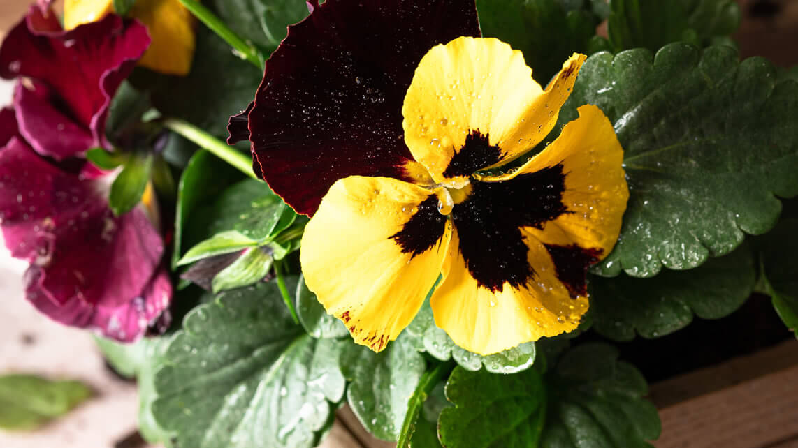 Las mejores plantas de primavera para agregar color a tu jard&iacute;n