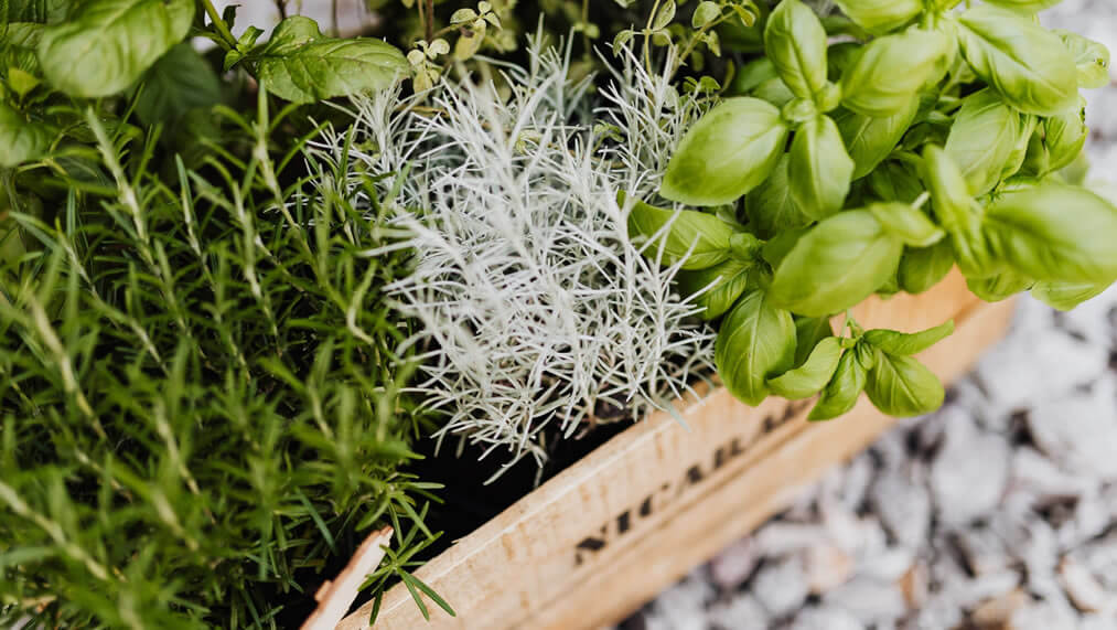 Plantas arom&aacute;ticas y c&oacute;mo usarlas en la cocina