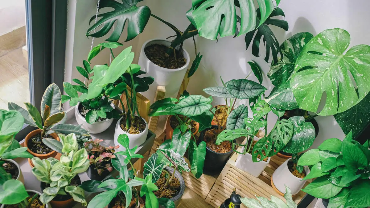 C&oacute;mo cuidar tus plantas de interior durante el invierno