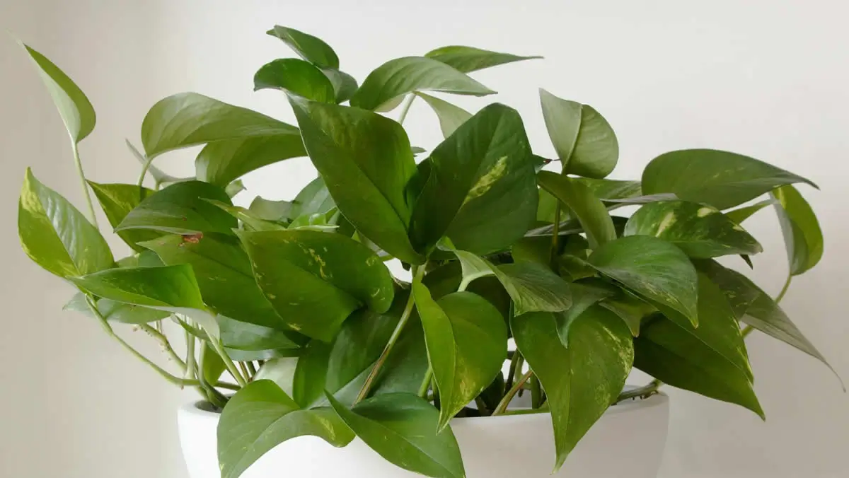 C&oacute;mo cuidar un Pothos y no matarlo en el intento (Gu&iacute;a de Viveros El Carrizal)