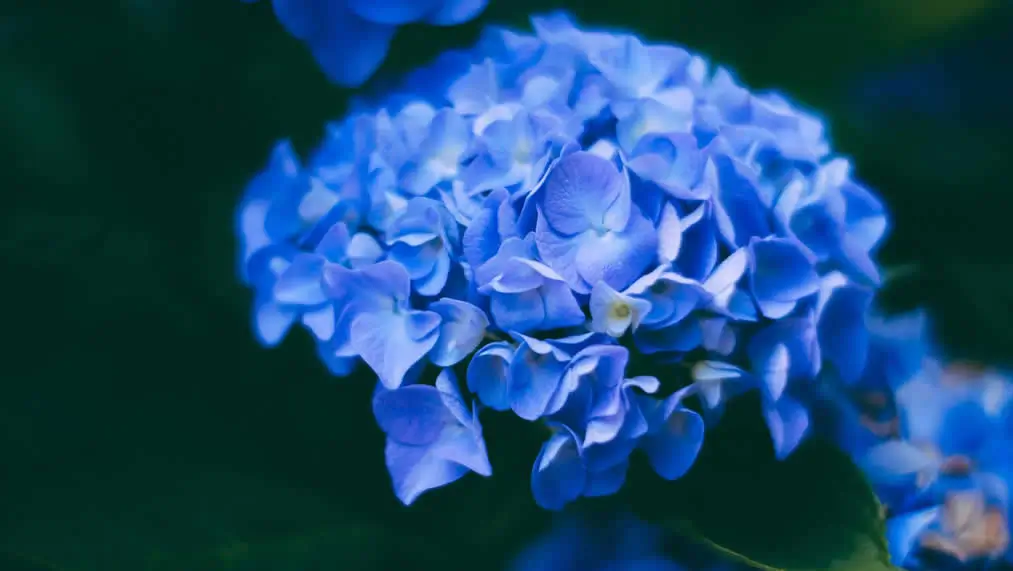 &iexcl;Dale color a tu primavera con las flores y plantas de Viveros El Carrizal en La Ercina, Le&oacute;n!
