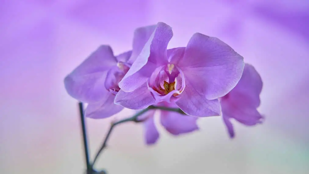 D&iacute;a de la Madre en La Ercina: Orqu&iacute;deas y Anturios de Viveros El Carrizal
