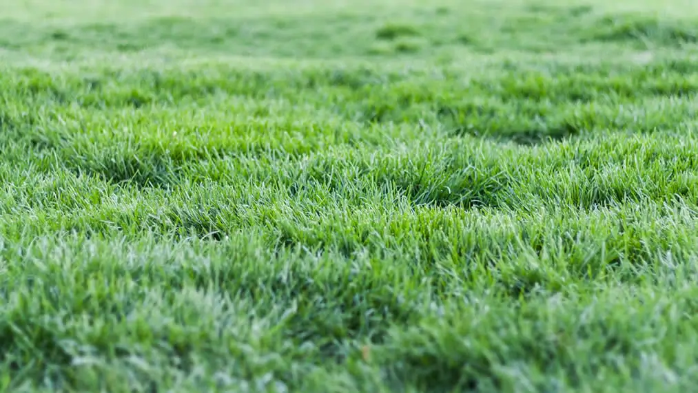 El c&eacute;sped artificial: la soluci&oacute;n perfecta para un jard&iacute;n impecable en Le&oacute;n