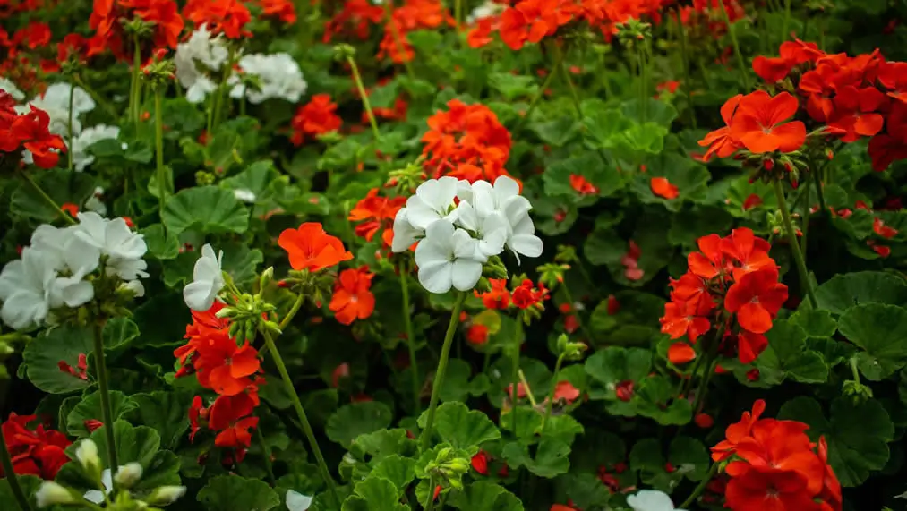 Plantas Estacionales para tu Jard&iacute;n en Verano: Surfinias y Geranios